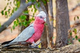 Foraging parrots