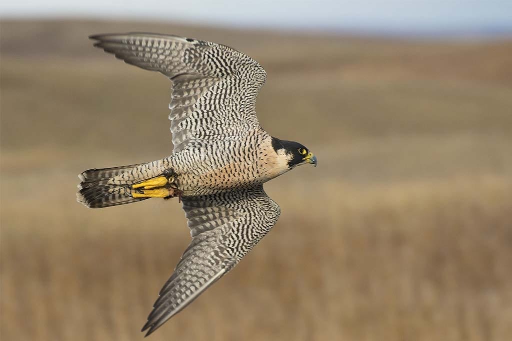 Falco pellegrino - Peregrine Falcon (Falco peregrinus)