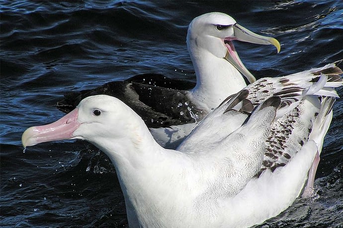 Albatro urlatore - Wandering Albatross, (Diomedia exulans)
