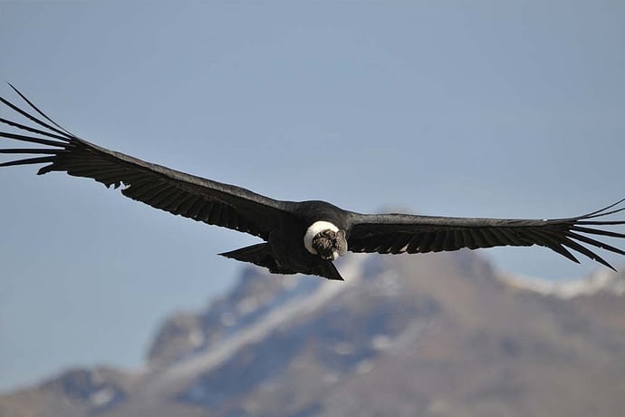 Condor delle Ande - Andean Condor (Vultur gryphus)
