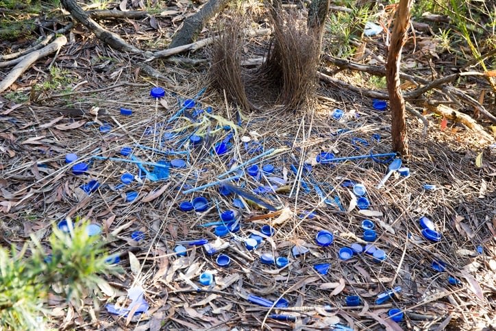 Immature Satin Bowerbird nest and collection of blue objects it’s made as part of an attracting a mate ritual